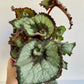 Esco (Begonia)