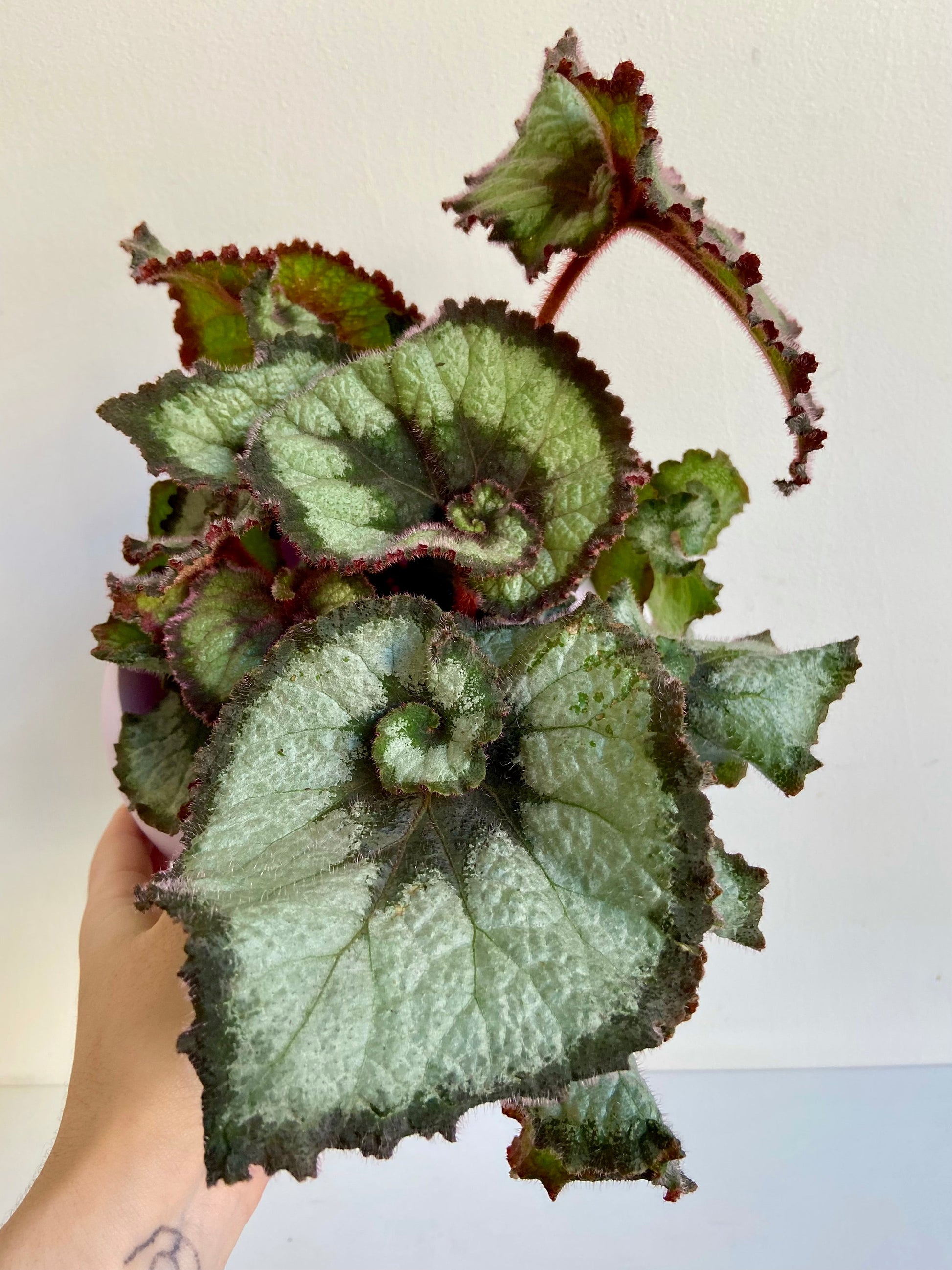 Esco (Begonia)