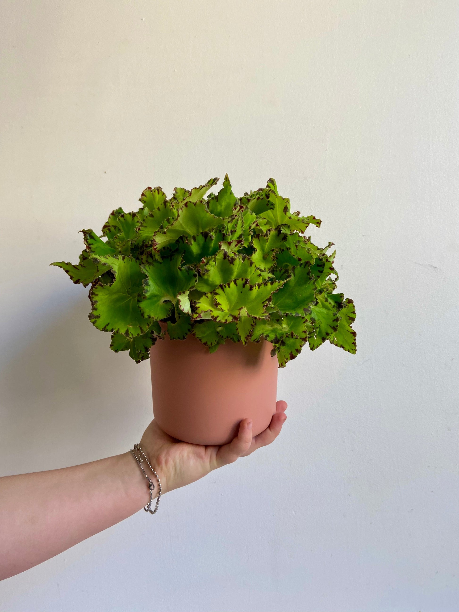 Jim (Begonia) - 5 po.