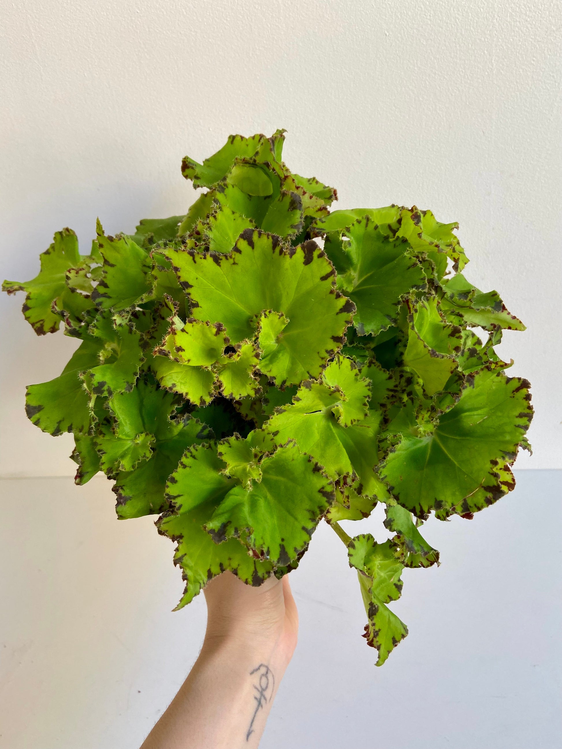 Jim (Begonia) - 5 po.