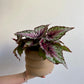 Sherby (Begonia) - 5 po.