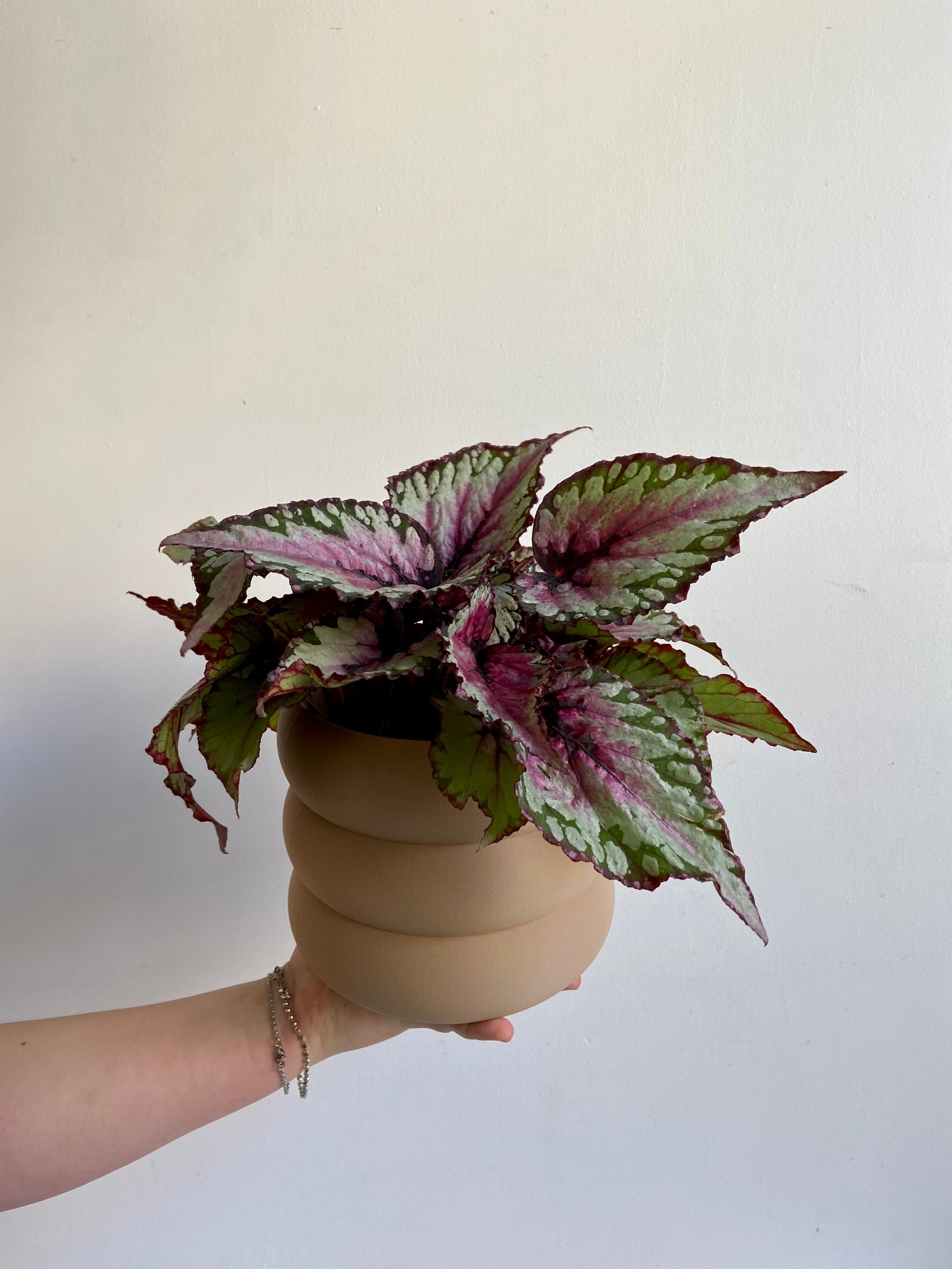 Sherby (Begonia) - 5 po.