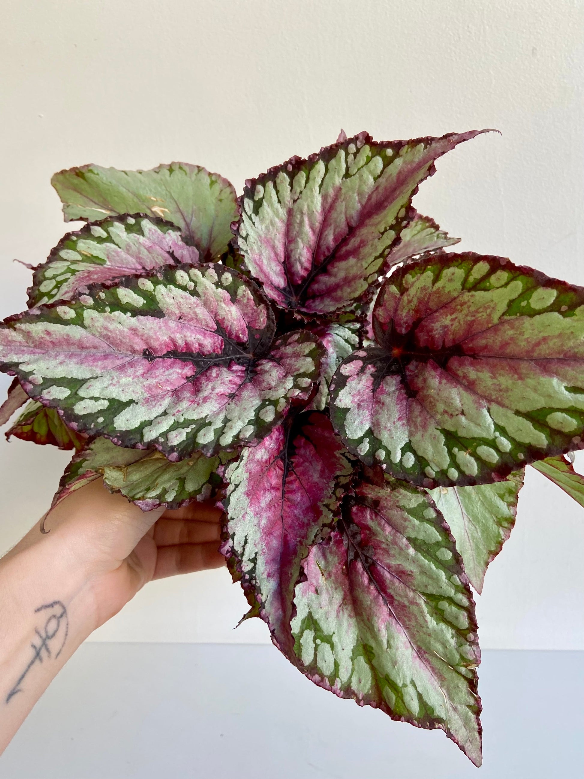 Sherby (Begonia) - 5 po.