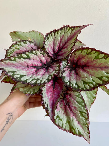 Sherby (Begonia) - 5 po.