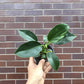 Mia (Philodendron)