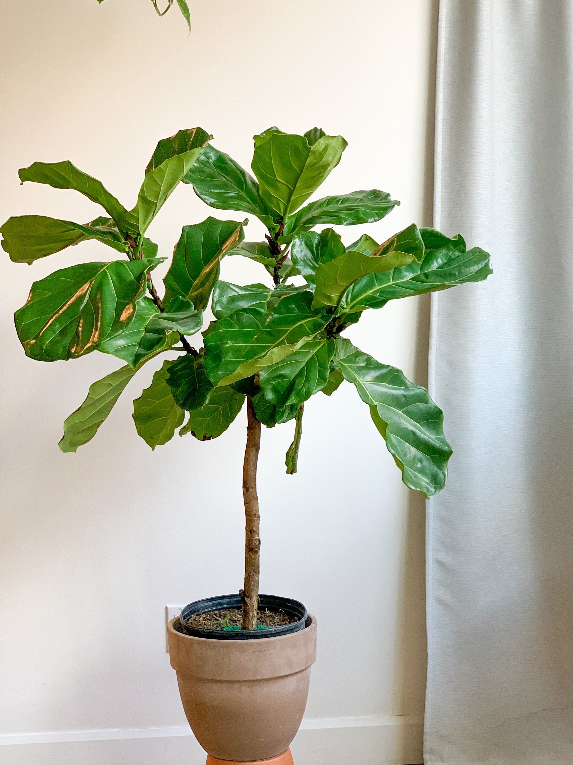 Lyrata (Ficus) 10 Po. Sur Tige
