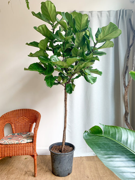 Lyrata (Ficus) 14 Po. Sur Tige