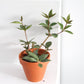 Paula (Peperomia)