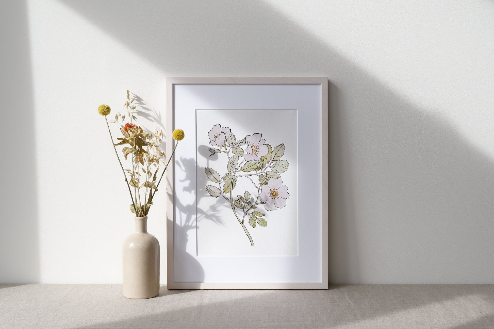 Illustration Rose Sauvage
