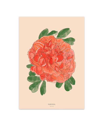 Illustration Pivoine