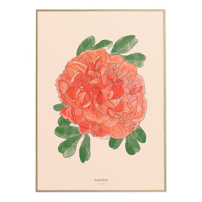 Illustration Pivoine