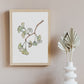 Illustration Ginkgo Biloba