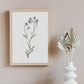 Illustration Myosotis