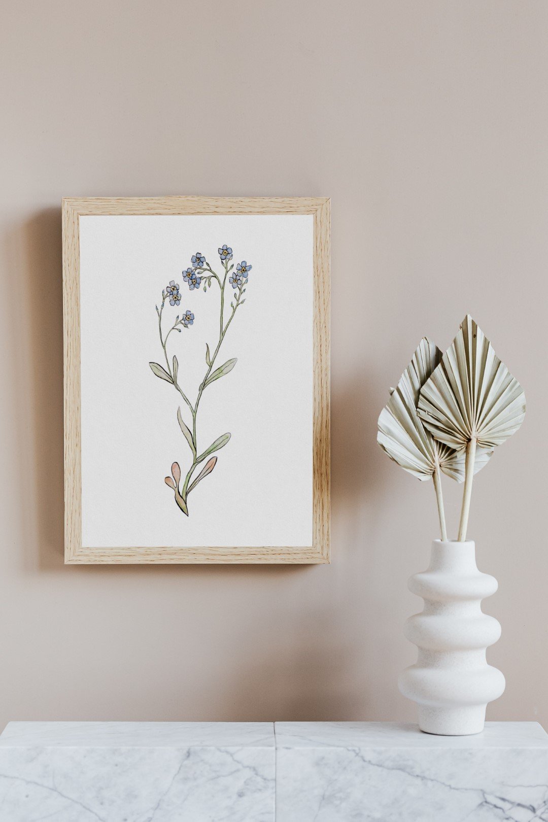 Illustration Myosotis