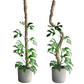 Pôle à plantes grimpantes pliable - mousse de sphaigne