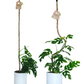 Pôle à plantes grimpantes pliable - fibre de coco