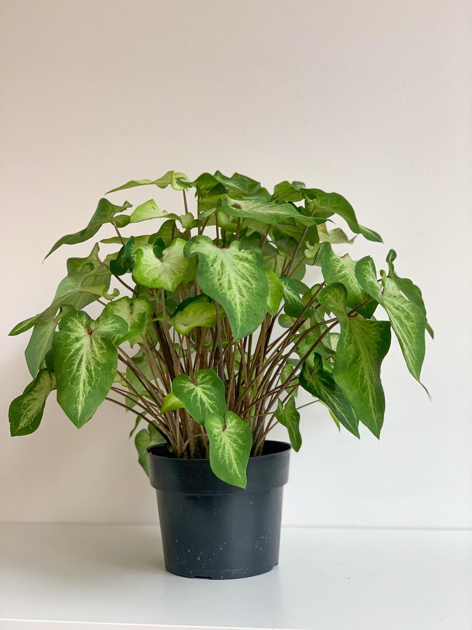 Aaron (Caladium) - Alma Plantes