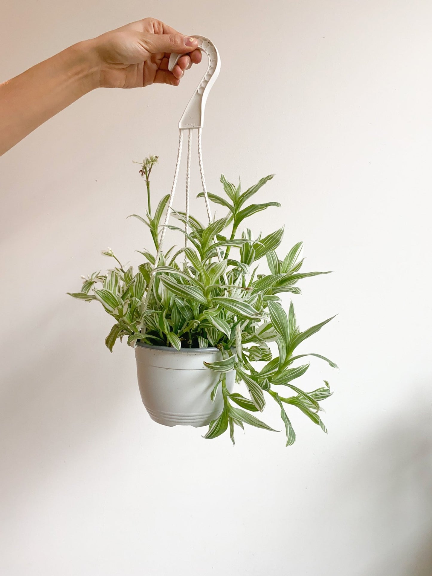 Abby (Tradescantia) - Alma Plantes