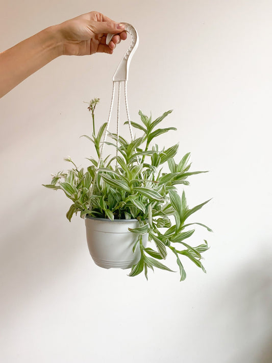 Abby (Tradescantia) - Alma Plantes