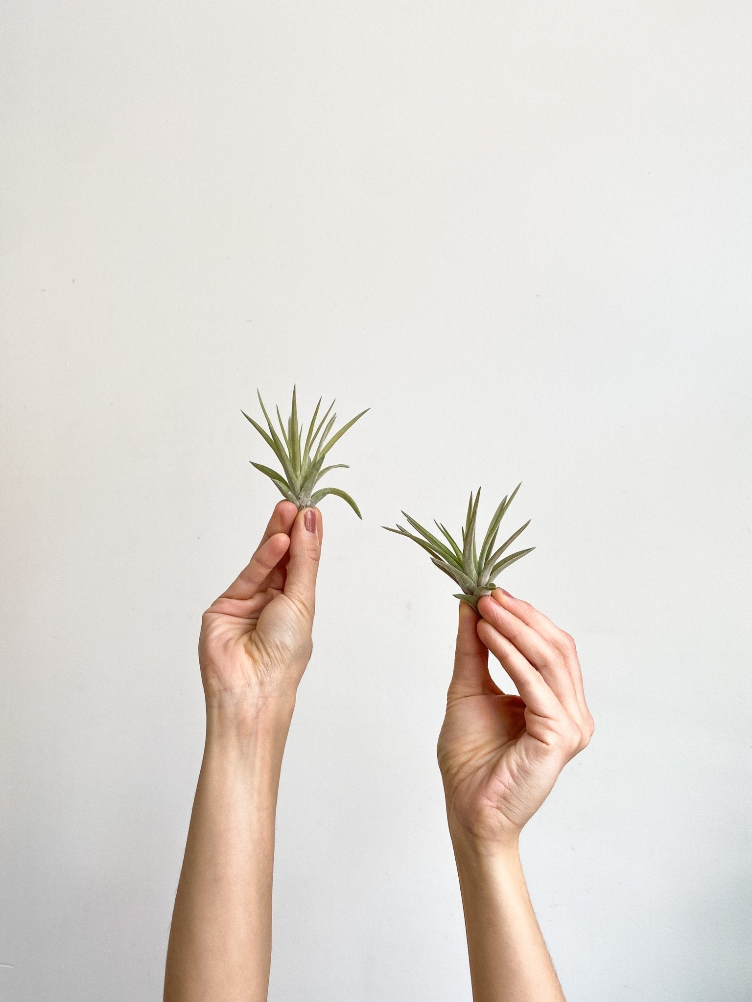 Abdita (Tillandsia) - Alma Plantes