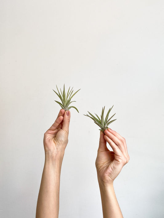 Abdita (Tillandsia) - Alma Plantes