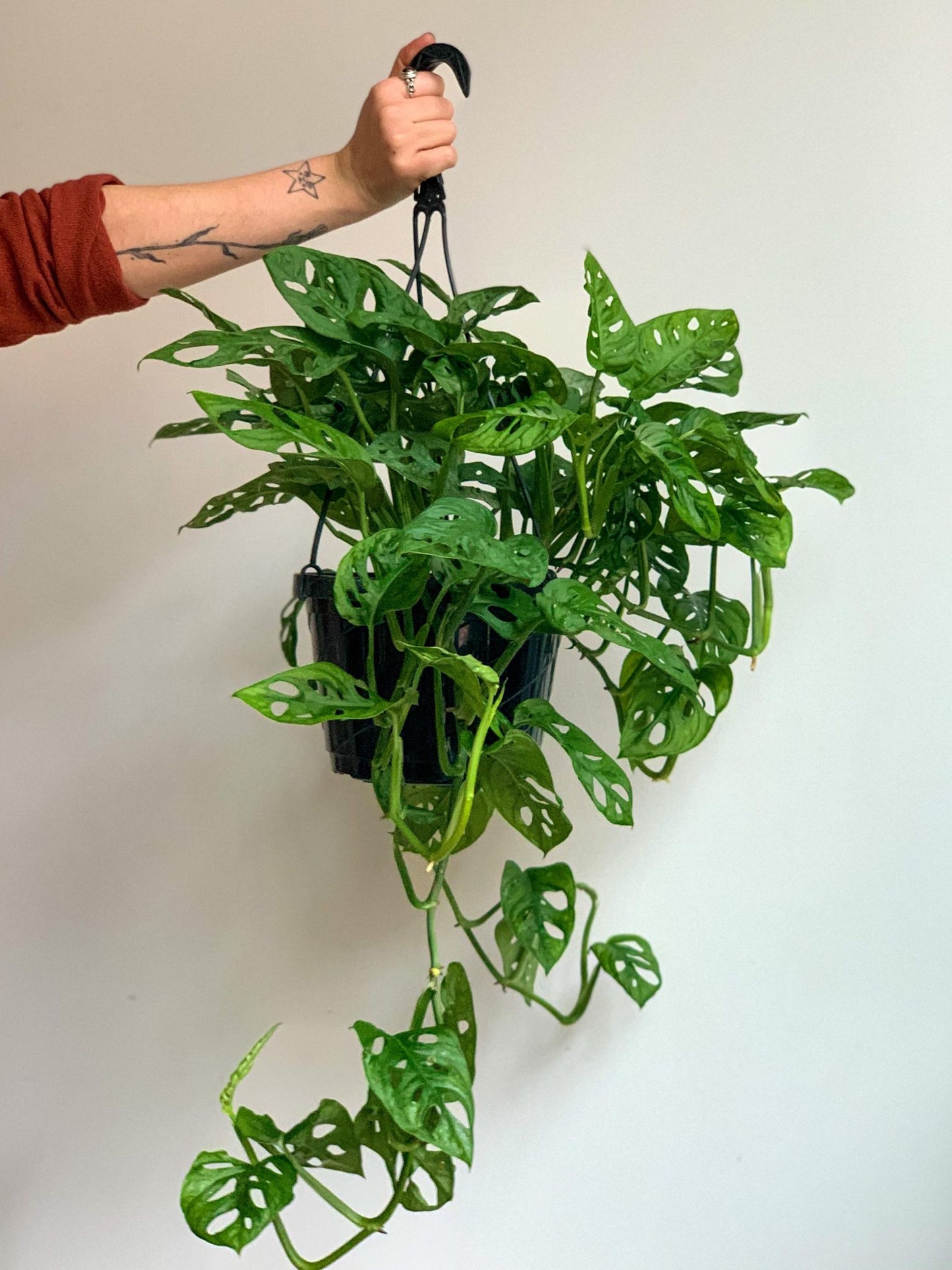 Adam (Monstera) - Alma Plantes