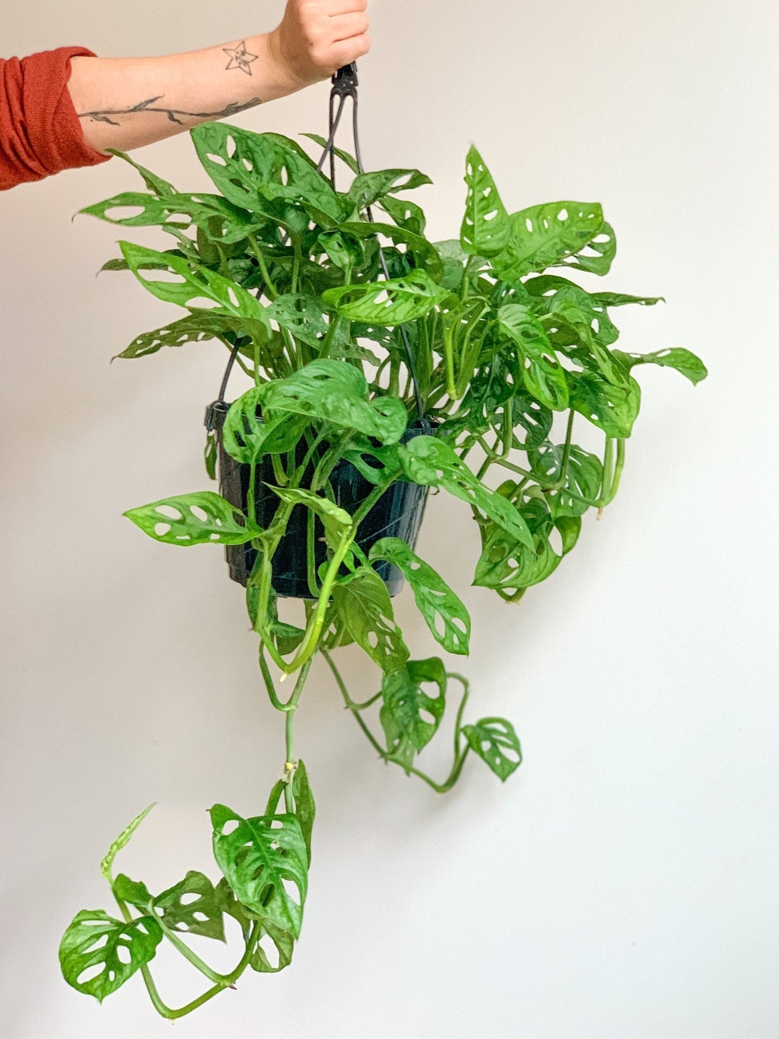 Adam (Monstera) - Alma Plantes