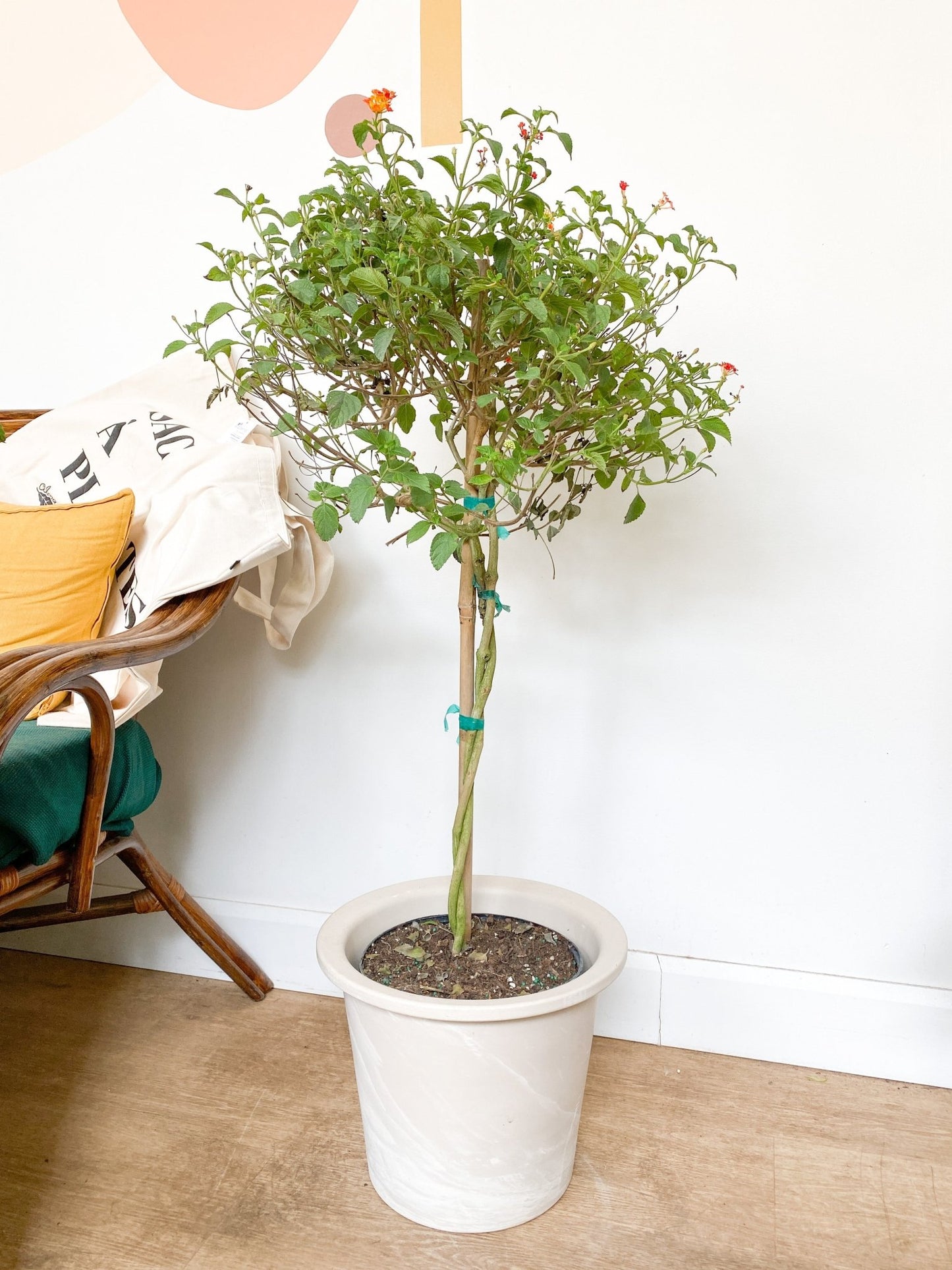 Adèle (Lantana) - Alma Plantes