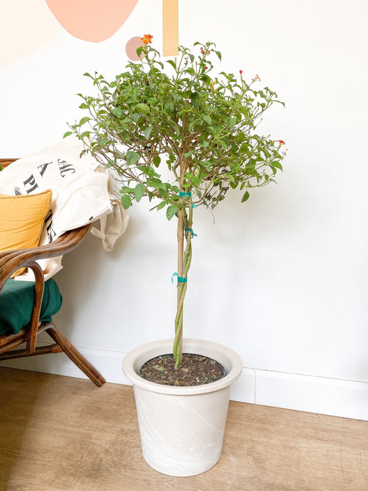 Adèle (Lantana) - Alma Plantes