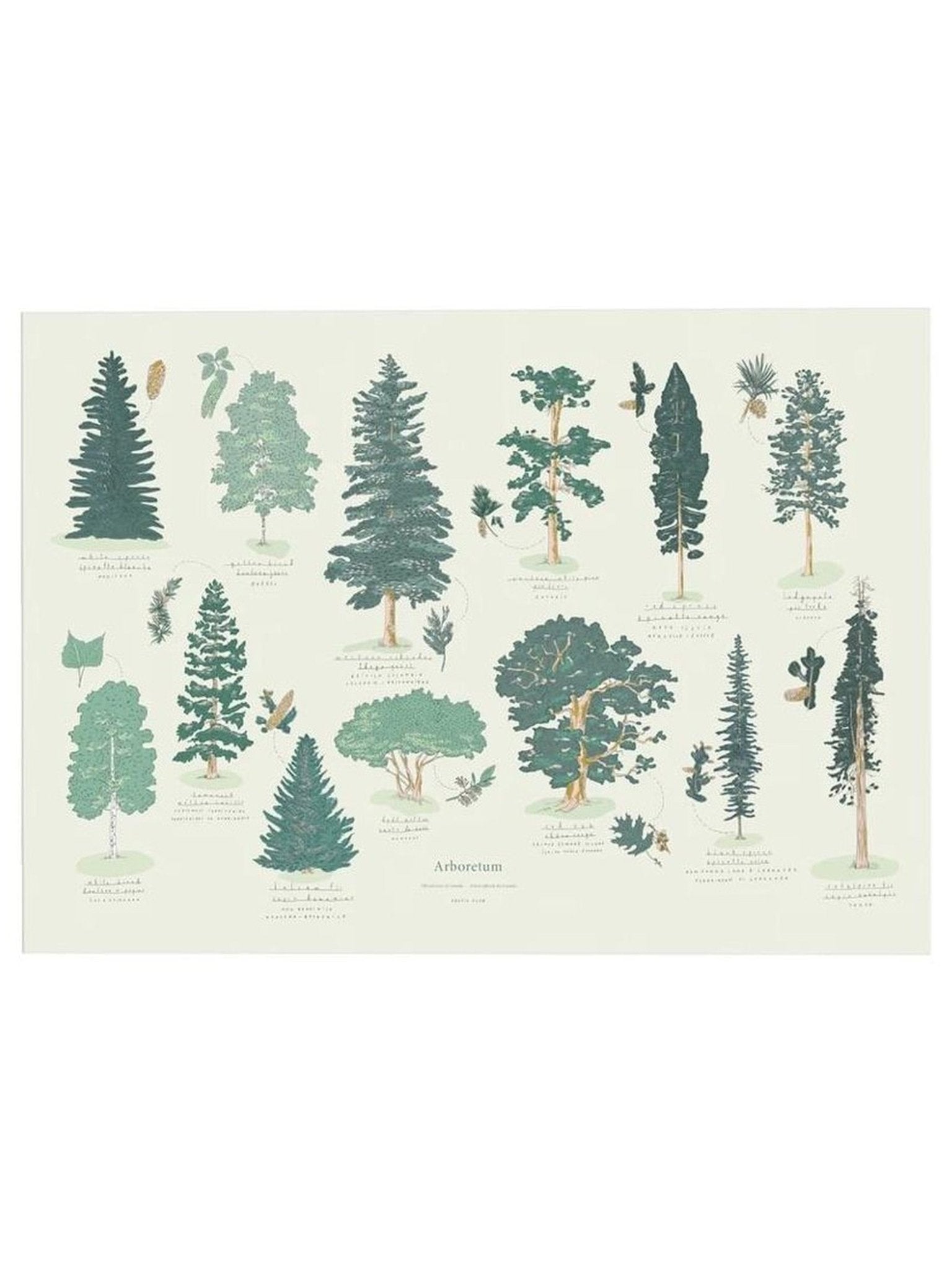Affiche Arboretum - Alma Plantes