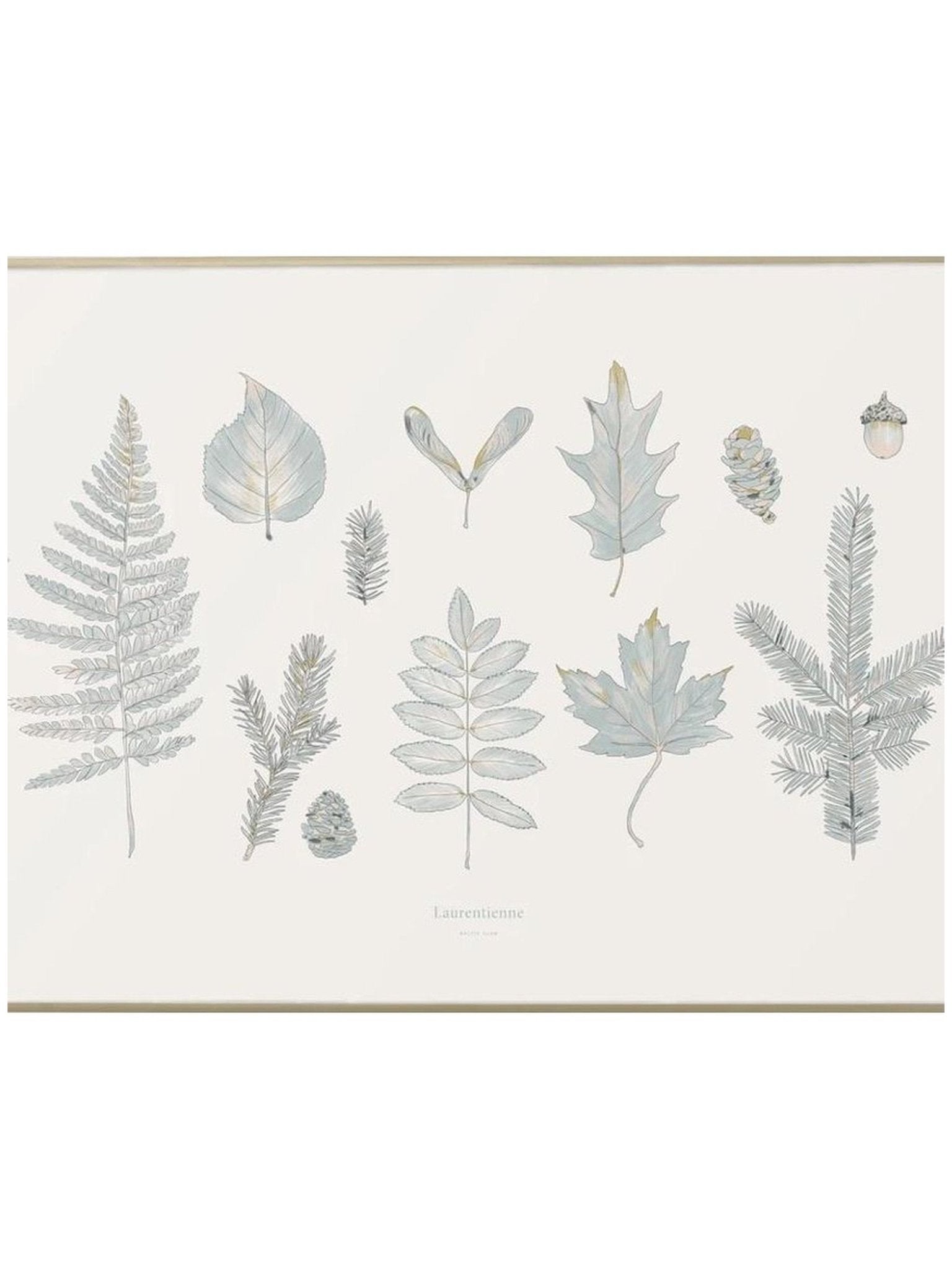 Affiche forêt Laurentienne - Alma Plantes