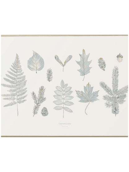 Affiche forêt Laurentienne - Alma Plantes