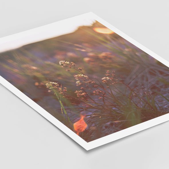 Affiche - Solstice d'été - Alma Plantes