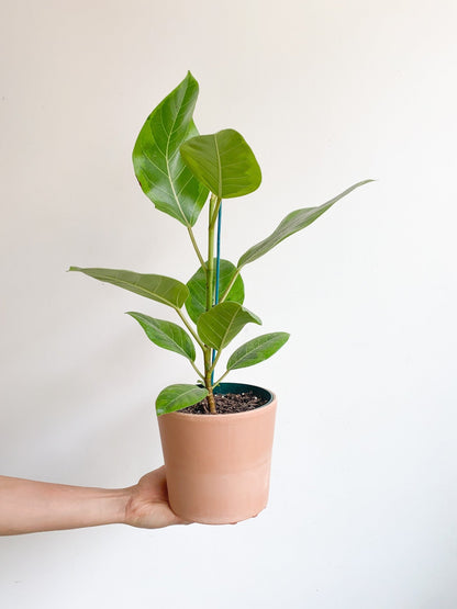 Albertine (Ficus) - Alma Plantes