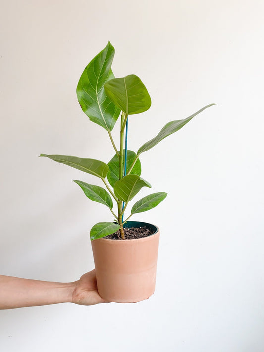Albertine (Ficus) - Alma Plantes