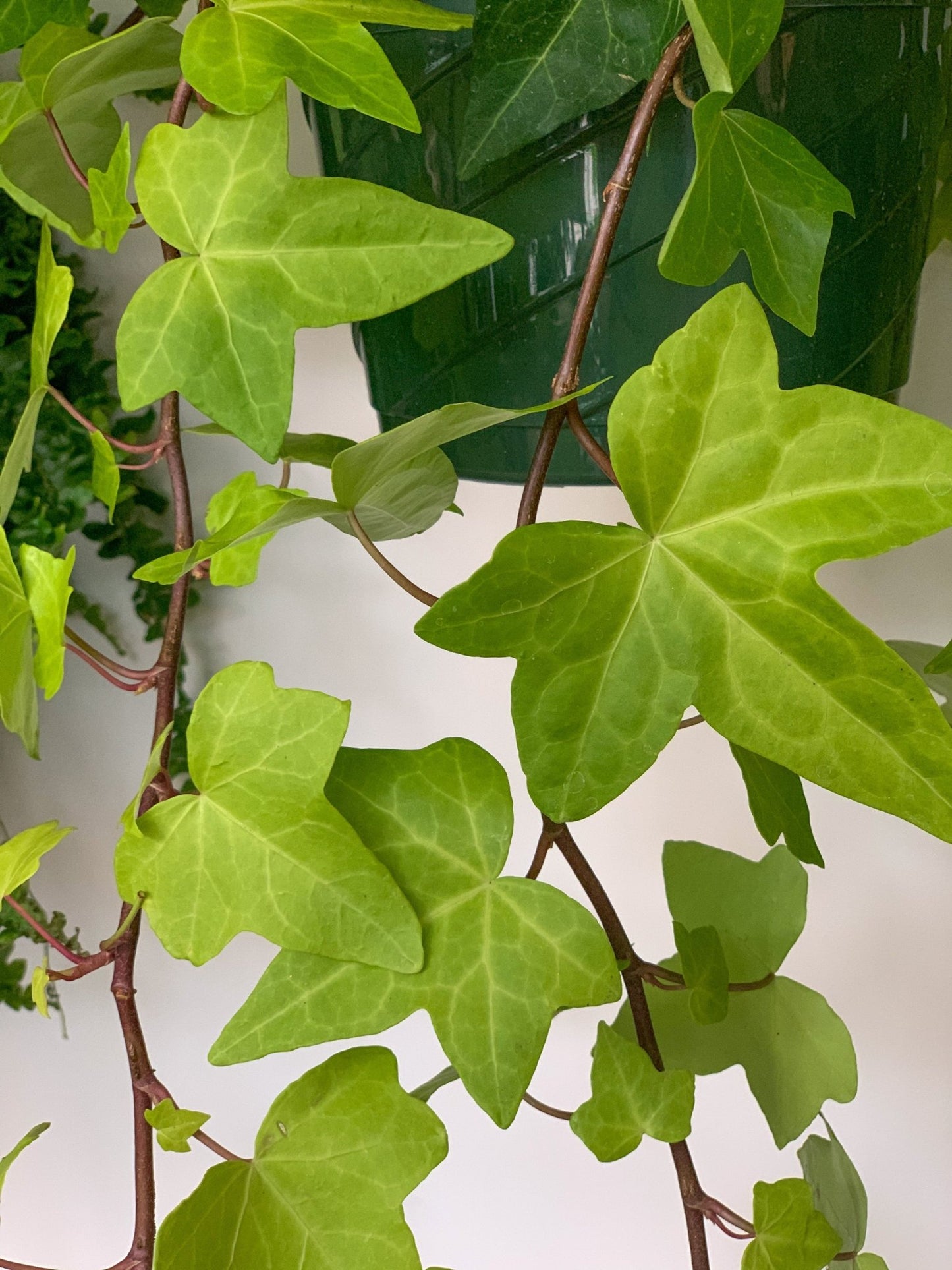 Alger (Lierre) - Alma Plantes