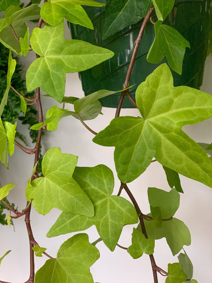 Alger (Lierre) - Alma Plantes