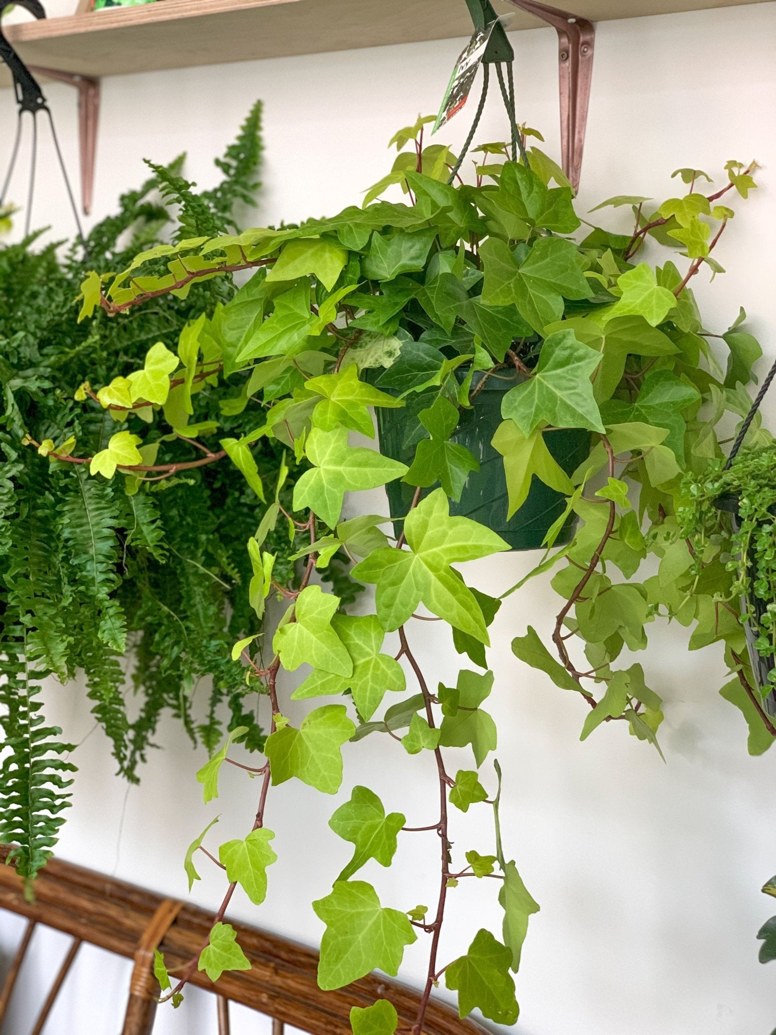 Alger (Lierre) - Alma Plantes