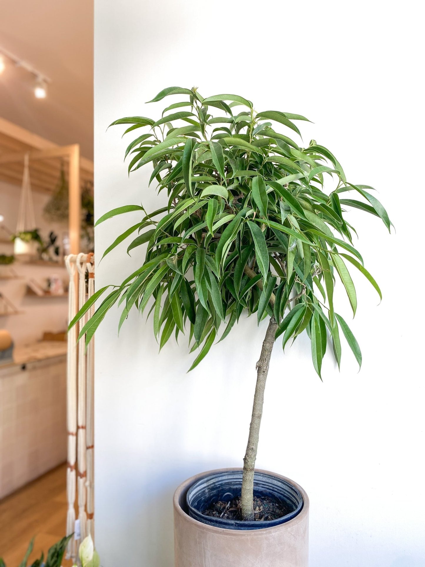 Ali (Ficus) - Alma Plantes