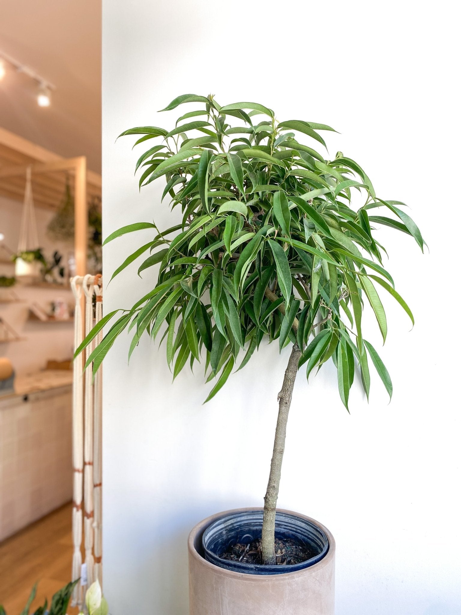 Ali (Ficus) - Alma Plantes