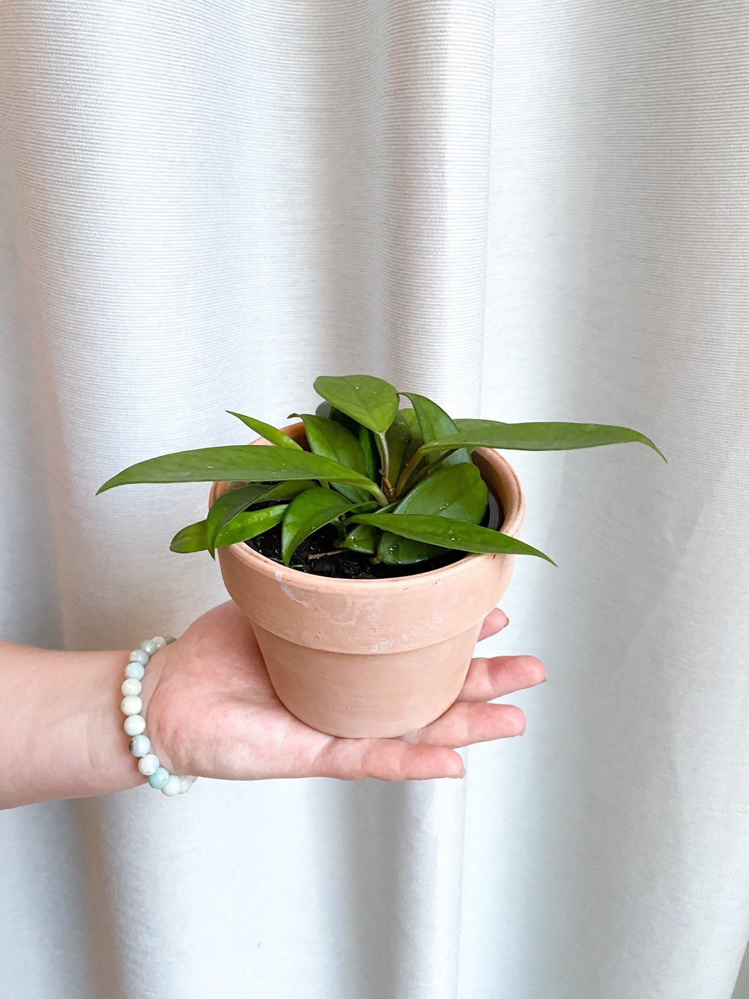 Alice (Hoya) - Alma Plantes