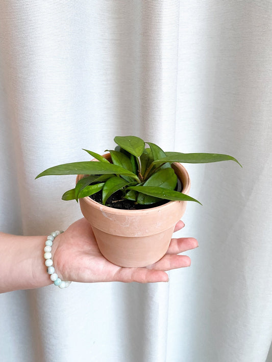 Alice (Hoya) - Alma Plantes