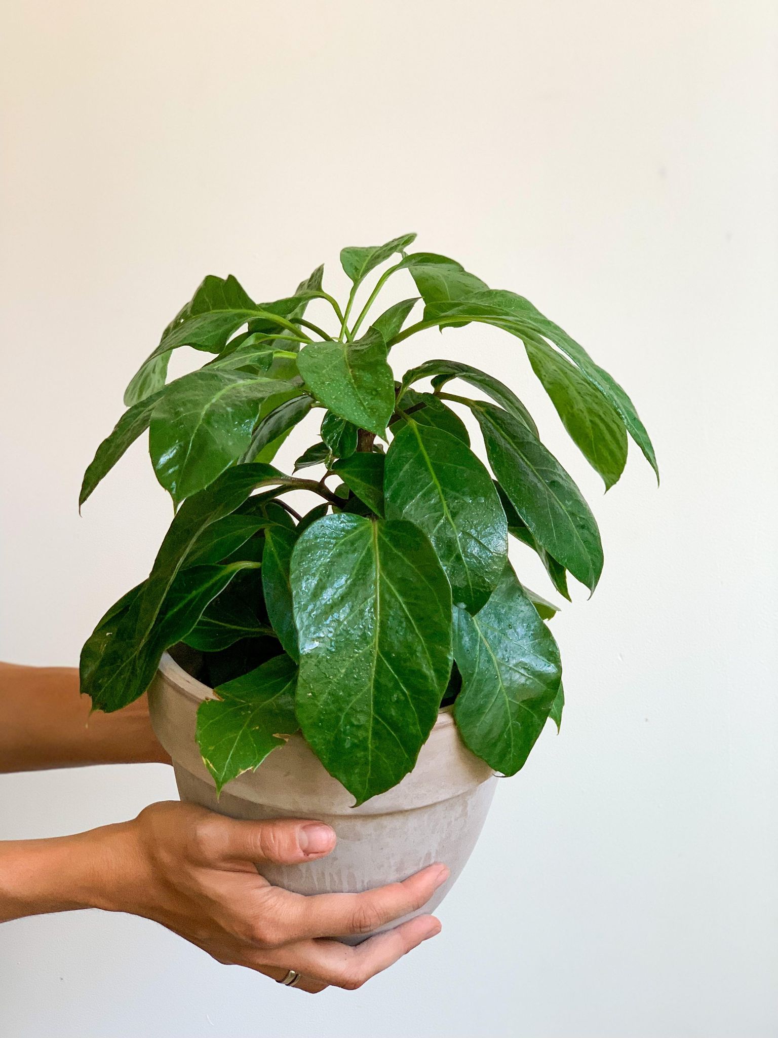 Alpin (Schefflera) - Alma Plantes