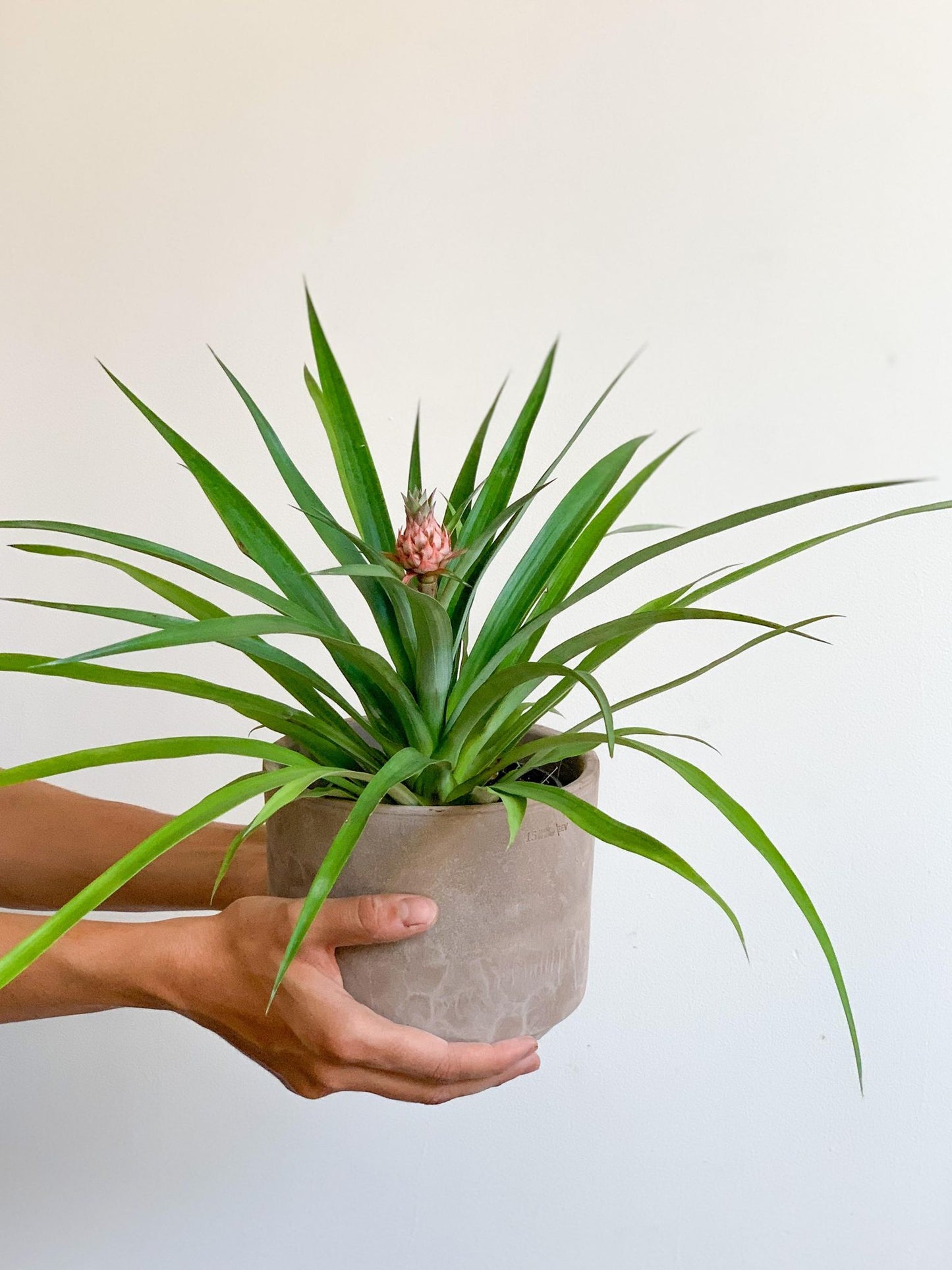 Anakim (Ananas) - Alma Plantes