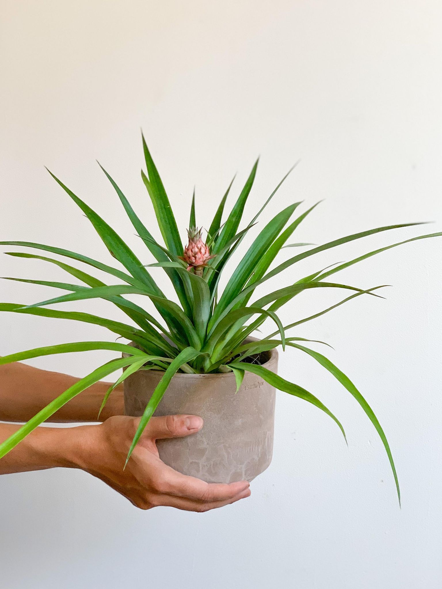 Anakim (Ananas) - Alma Plantes