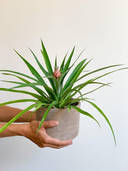 Anakim (Ananas) - Alma Plantes