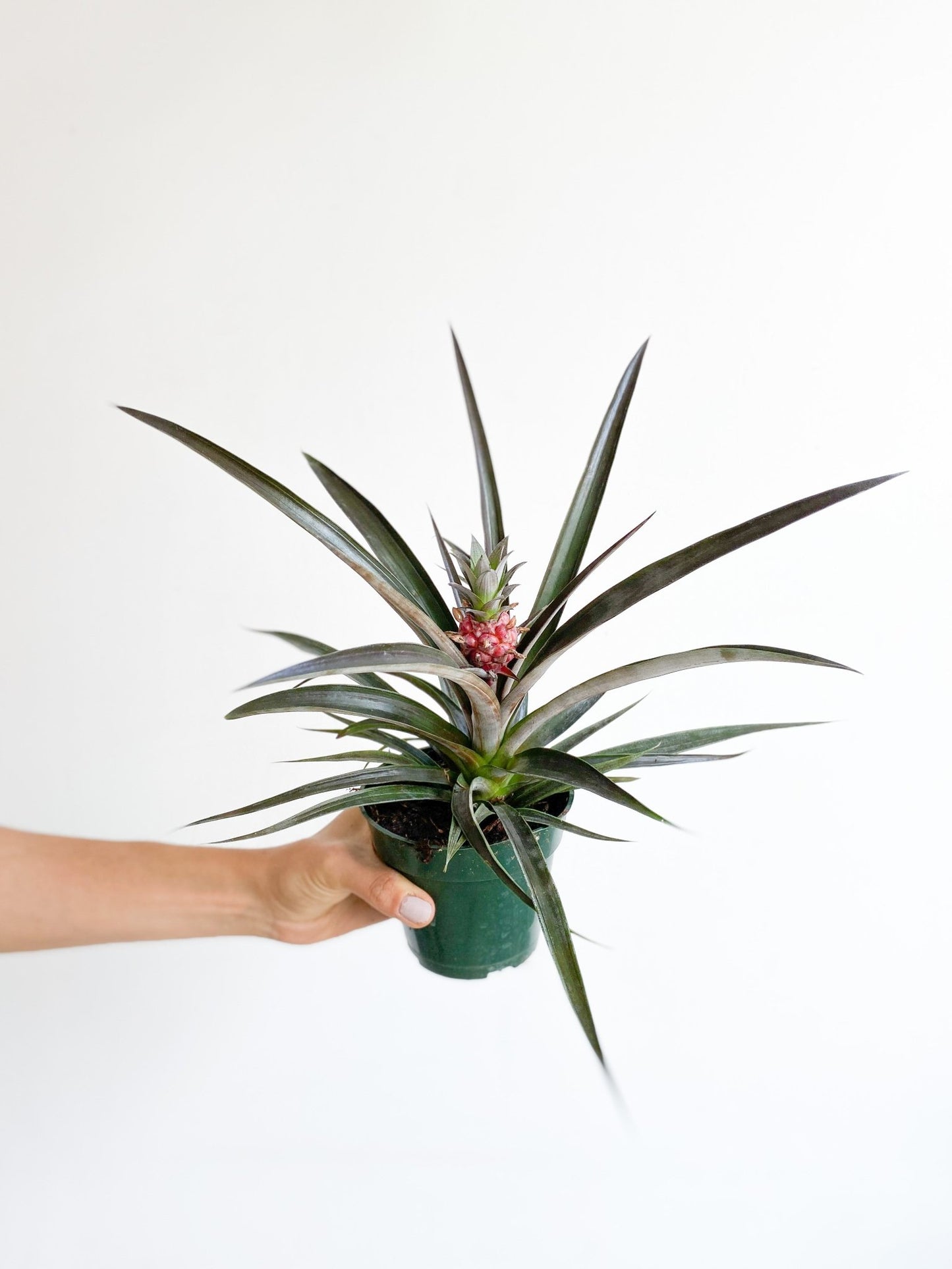 Anakim (Ananas) - Alma Plantes