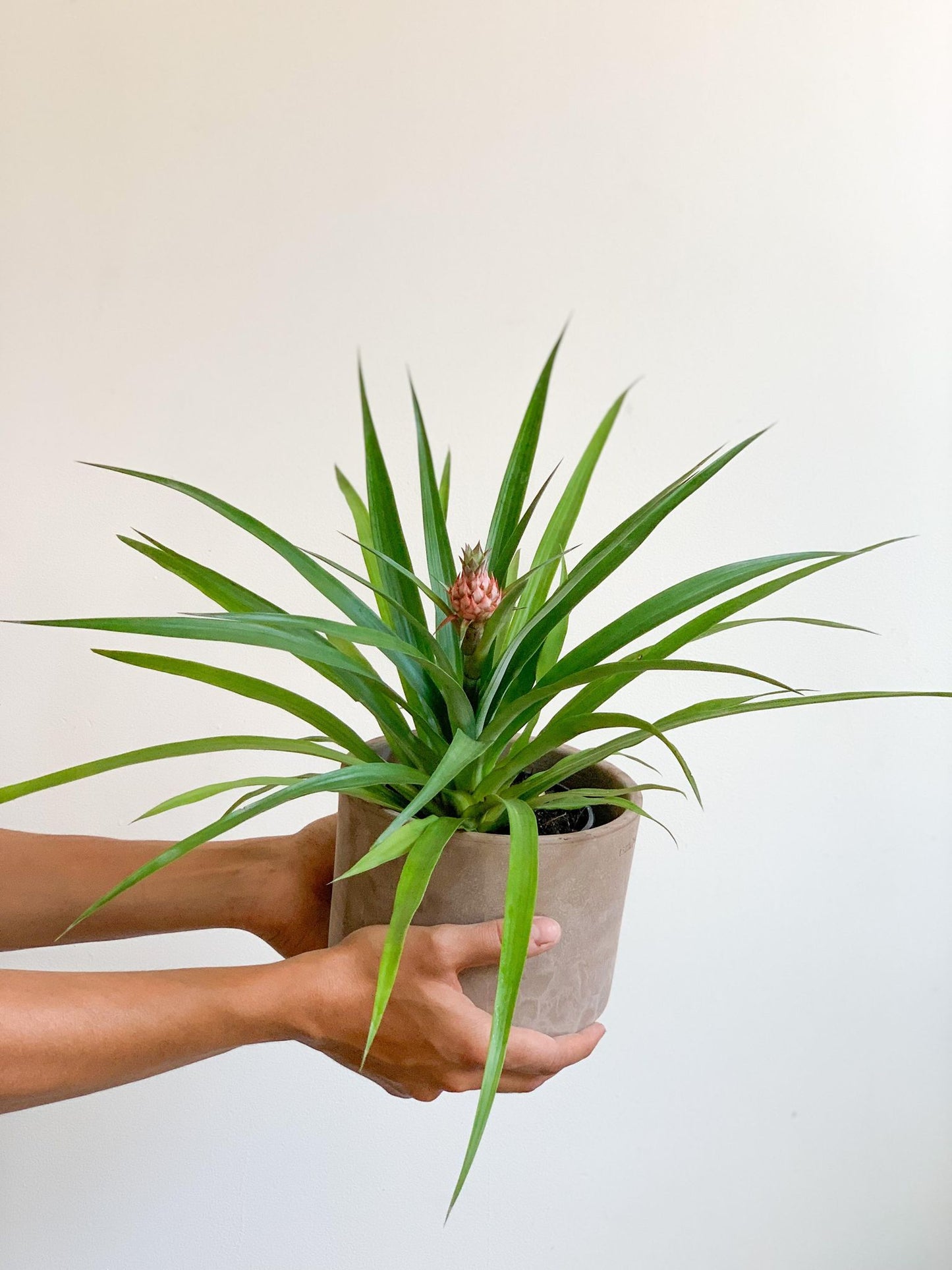 Anakim (Ananas) - Alma Plantes