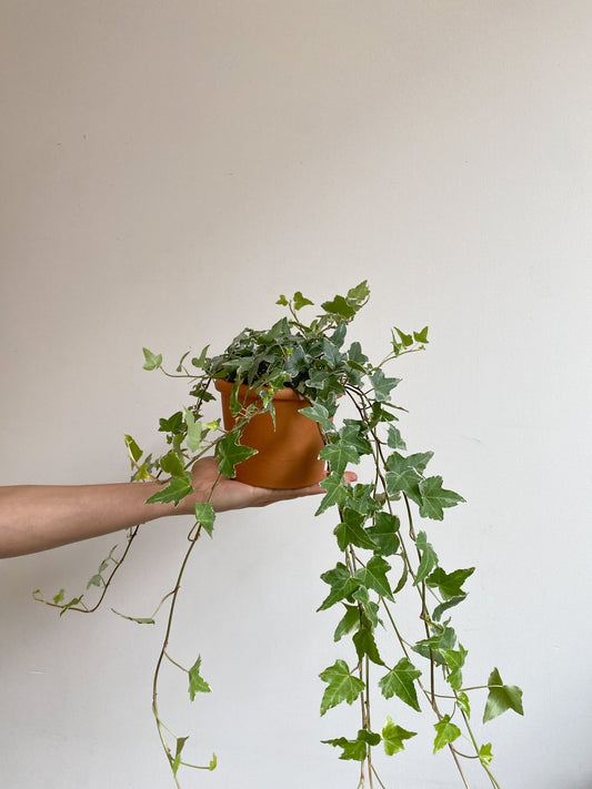 Andréa (Lierre) - Alma Plantes