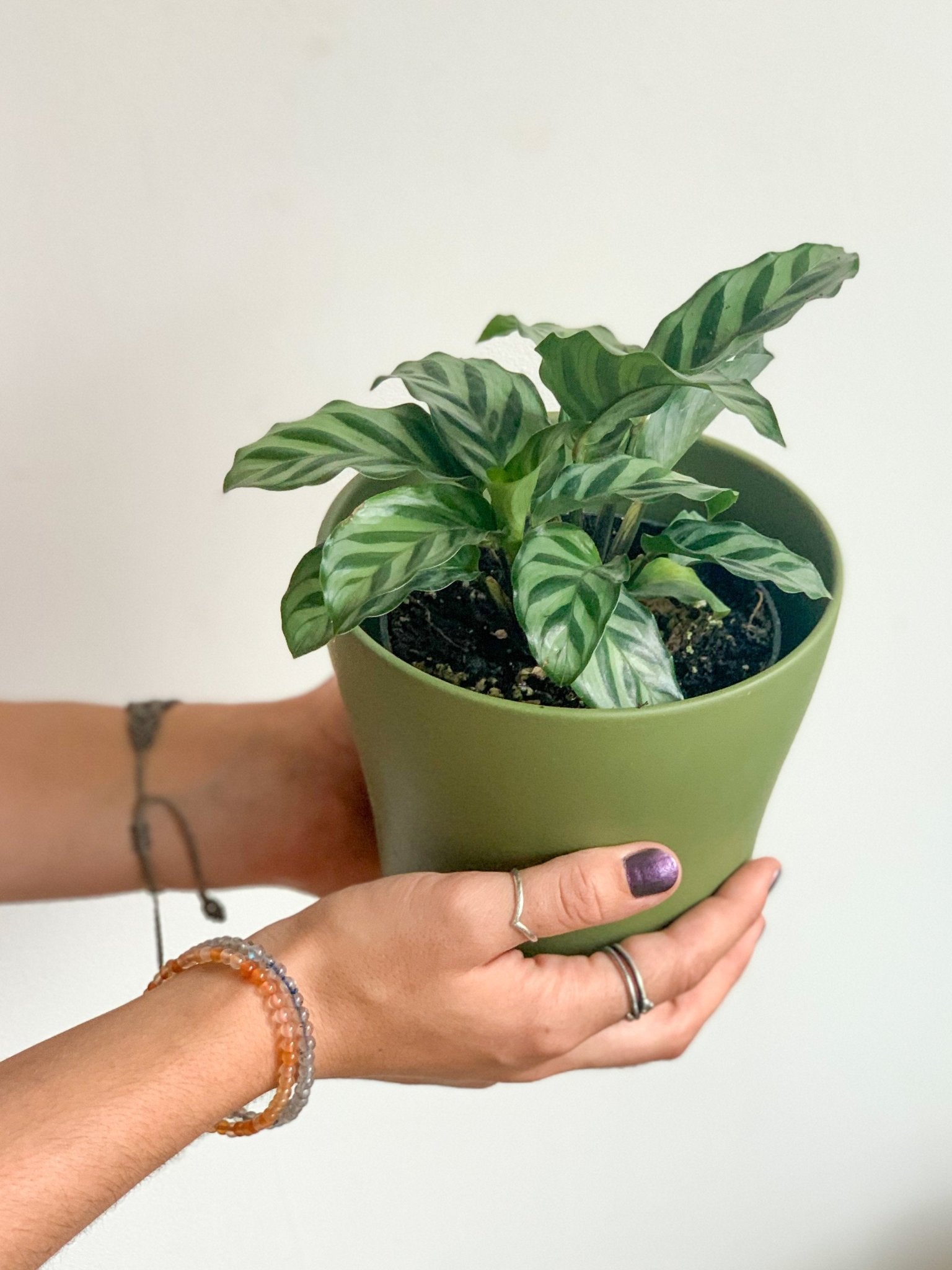 Andy (Calathea) - Alma Plantes